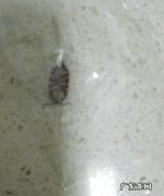 下水道有小虫子飞出来怎么办,下水道飞小虫怎么消灭