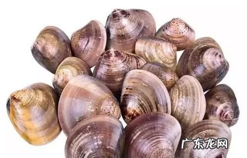 油蛤为啥比花蛤贵,花蛤蛏子蚬子蚶子蛤蜊献都有什么区别