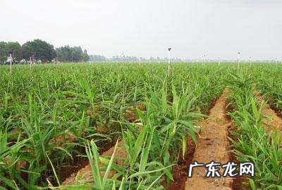 种老姜怎么放底肥,种姜用什么底肥料好