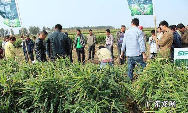 种老姜怎么放底肥,种姜用什么底肥料好