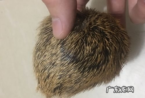 麝香是什么动物产生的,什么动物产麝香最多