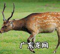 麝香是什么动物产生的,什么动物产麝香最多