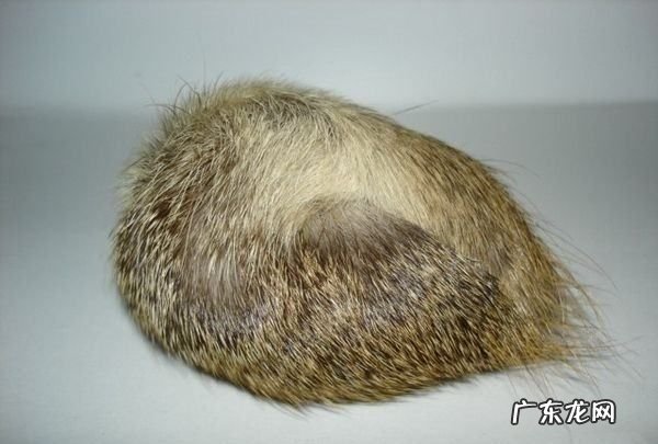 麝香是什么动物产生的,什么动物产麝香最多