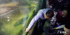 鲟鱼在鱼缸身子翻了怎么办,鲟鱼生活在水下多少米