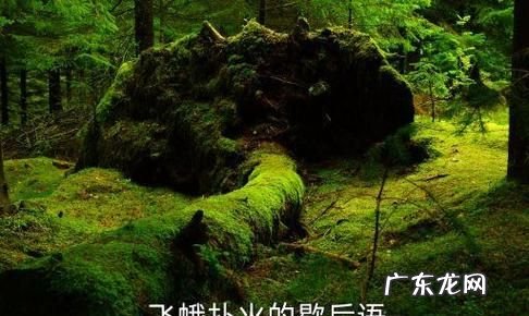 飞蛾扑火的歇后语,飞蛾扑火下一句是什么歇后语
