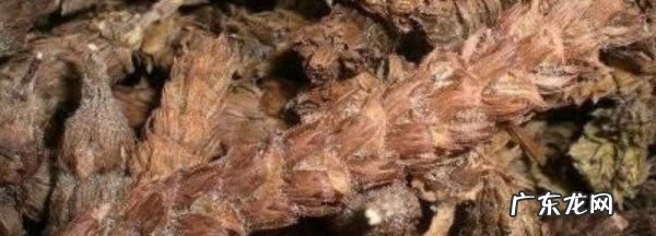 夏枯草的功效与作用的功效和作用是什么,夏枯草的功效和作用主治怎么吃