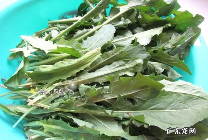 蒲公英当菜能天天吃,蒲公英做菜吃的方法