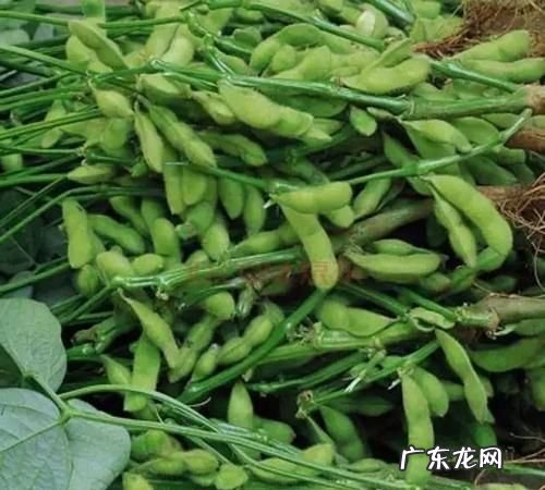 毛豆干了以后是黄豆,毛豆老了以后是黄豆