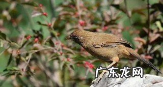 怎么样选画眉打架,怎样喂画眉鸟才打斗凶