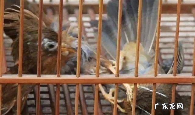 怎么样选画眉打架,怎样喂画眉鸟才打斗凶