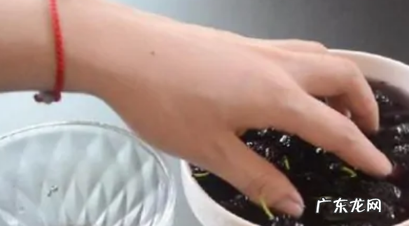 槡果怎么洗干净,桑葚怎么洗用盐水泡或流动水冲洗即可