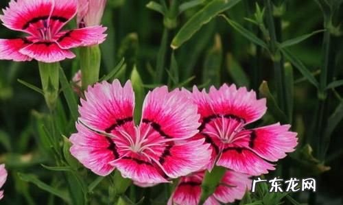 石竹的种植方法和注意事项,石竹怎么分株方法
