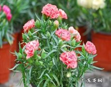 石竹的种植方法和注意事项,石竹怎么分株方法