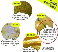 未成熟的菠萝蜜可以吃,菠萝蜜没熟能吃嘛