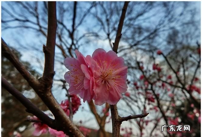 芬芳烂漫是什么意思,灿烂芬芳的意思是什么