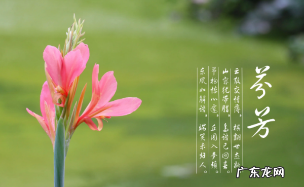 芬芳烂漫是什么意思,灿烂芬芳的意思是什么