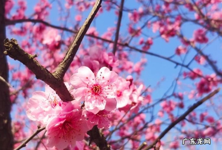 芬芳烂漫是什么意思,灿烂芬芳的意思是什么