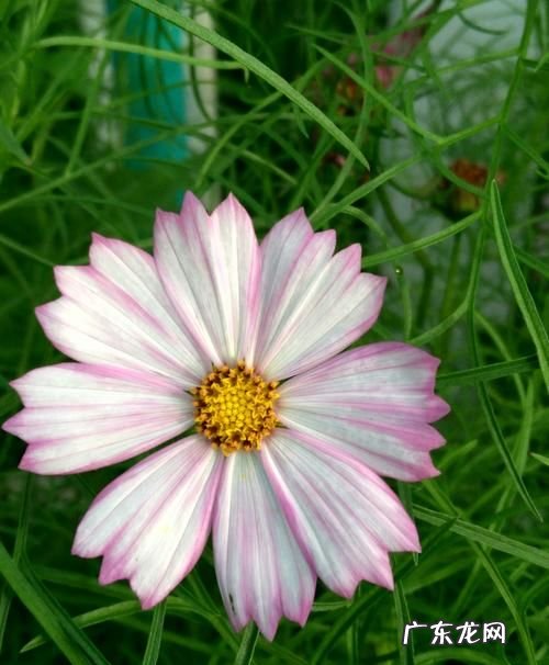 芬芳烂漫是什么意思,灿烂芬芳的意思是什么