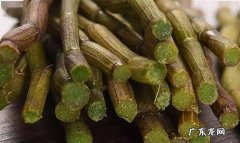 铁皮石斛的功效是什么,铁皮石斛功效