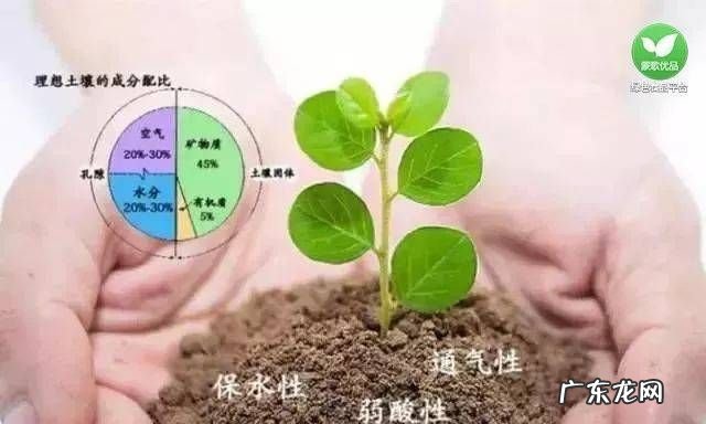什么是有机土壤,什么是土壤有机质