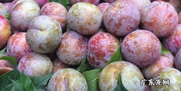 野酸梅什么时候成熟,伊犁水果特产有哪些