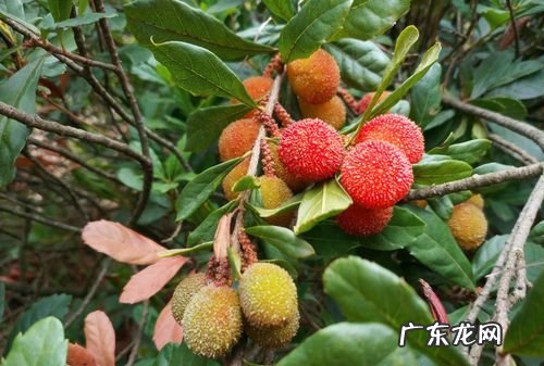 野酸梅什么时候成熟,伊犁水果特产有哪些