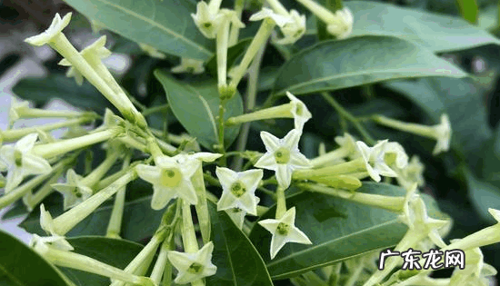 什么草可以驱蚊虫,驱蚊虫的植物哪种最好