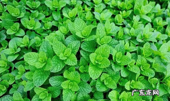 什么草可以驱蚊虫,驱蚊虫的植物哪种最好