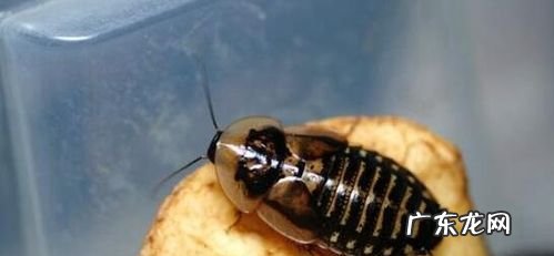 蟑螂吃什么,蟑螂吃什么食物生存