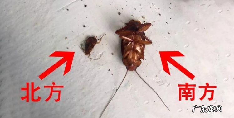 蟑螂吃什么,蟑螂吃什么食物生存