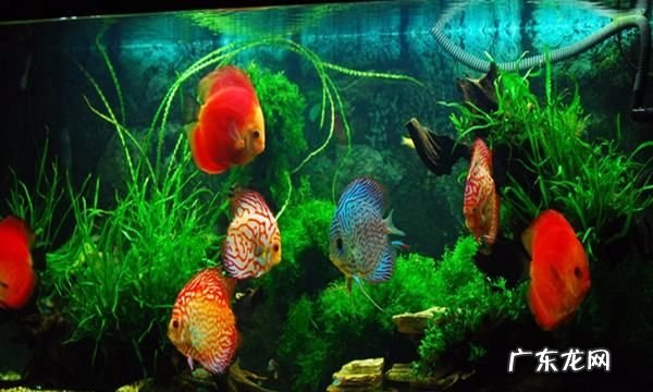 放了黄粉后多久放硝化菌,鱼缸里加了硝化细菌水变浑怎么办