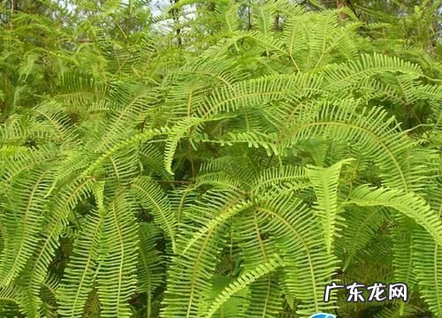 芒箕有什么功效和药用,芒萁可以吃