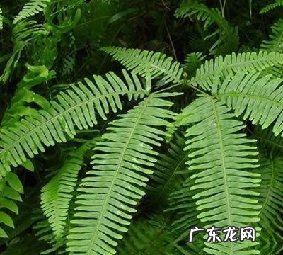 芒箕有什么功效和药用,芒萁可以吃