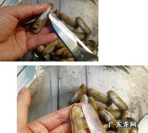 海蛏壳属于什么垃圾,蛤蜊壳是什么垃圾