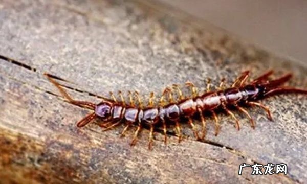 雄黄粉可以驱蜈蚣,用什么东西可以预防蜈蚣来家里