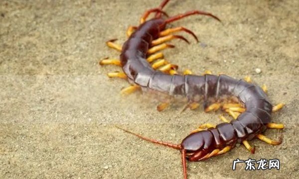 雄黄粉可以驱蜈蚣,用什么东西可以预防蜈蚣来家里
