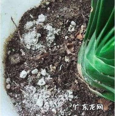 蚊香灰放在花盆里有什么作用,蚊香灰可以养花杀虫