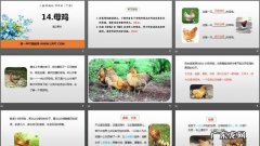 写母鸡的特点是什么,母鸡的特点