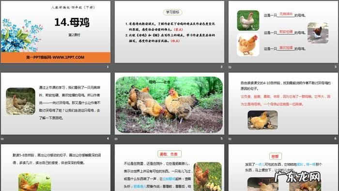 写母鸡的特点是什么,母鸡的特点