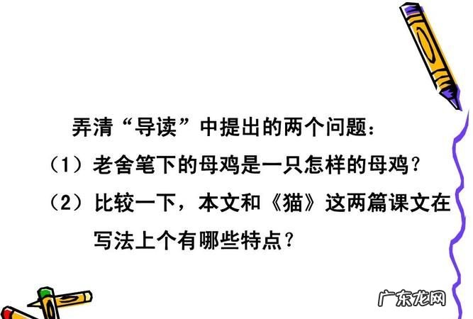 写母鸡的特点是什么,母鸡的特点