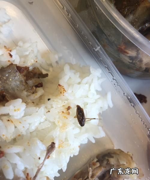 蟑螂掉油里油还能吃吗?,我家厨房一桶食用油没有盖里面有一只死了的蟑螂油还可以吃...