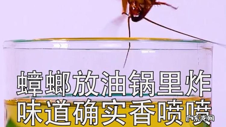 蟑螂掉油里油还能吃吗?,我家厨房一桶食用油没有盖里面有一只死了的蟑螂油还可以吃...
