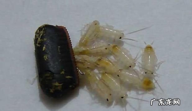 蟑螂掉油里油还能吃吗?,我家厨房一桶食用油没有盖里面有一只死了的蟑螂油还可以吃...