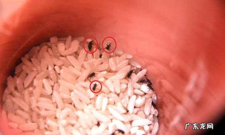 大米夏天怎样保存不生虫,夏天大米怎么储存不生虫不发霉