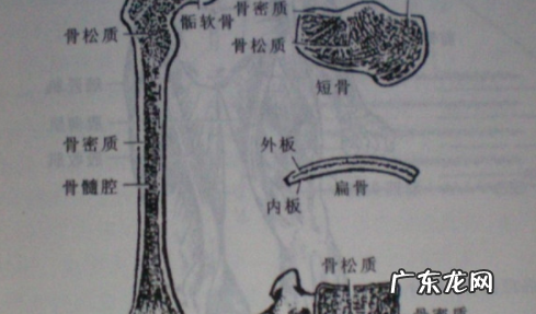 什么叫单骨双骨,骨头分单骨和双骨