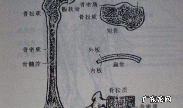 什么叫单骨双骨,骨头分单骨和双骨