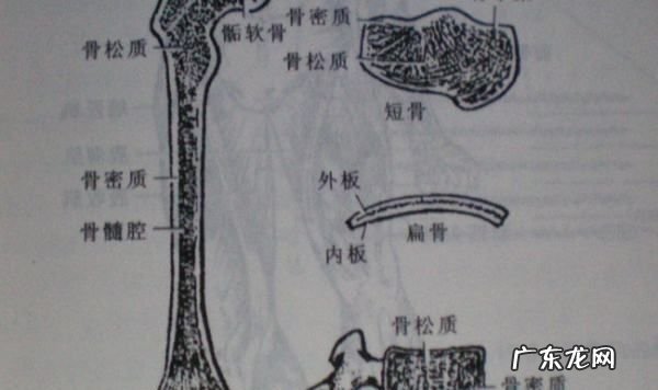 什么叫单骨双骨,骨头分单骨和双骨