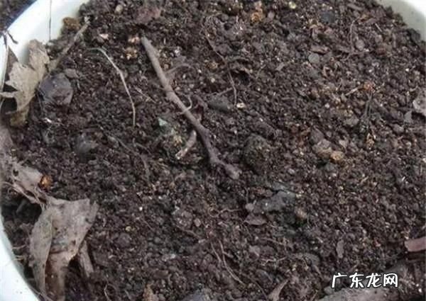 家庭如何用发酵剂制作腐殖土,花土如何发酵