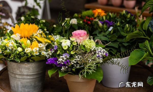 家庭如何用发酵剂制作腐殖土,花土如何发酵