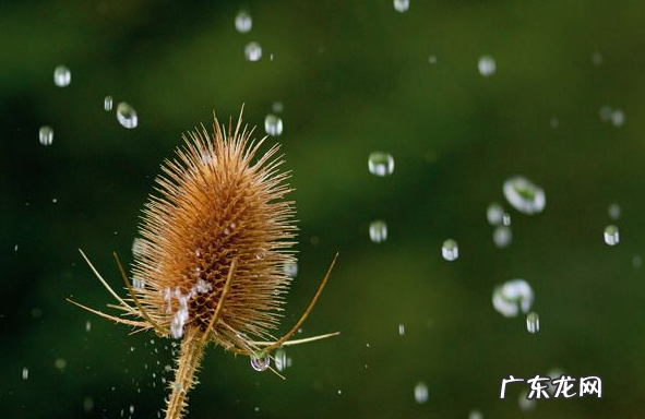 拍摄雨滴快门速度,手机怎么拍雨滴落下的照片
